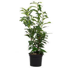 Usato, Alloro alla ciliegia - Prunus laurocerasus ""Genolia"" - altezza circa 90 cm, pentola-Ø 26 cm - C usato  Spedire a Italy