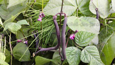 Lot de 40 graines de haricot violet nain Purple Teepee d'occasion  Metz-