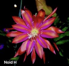 Epiphyllum noid bouture d'occasion  Chartres