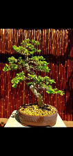 Japanese boxwood bonsai for sale  Los Angeles