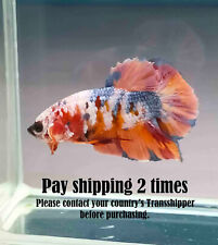 Live betta fish for sale  Shipping to Ireland
