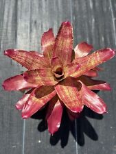 Bromeliad Neoregelia "Jumanji"MAGNIFICENT BEAUTY! 🥴 for sale  Shipping to South Africa