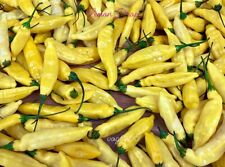 Lemon drop chili gebraucht kaufen  Seevetal