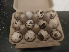 Mixed cortunix quail for sale  BURNHAM-ON-SEA