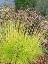 Deschampsia tatra gold for sale  NANTWICH