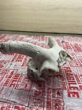 Genuine ram skull for sale  CHIPPENHAM