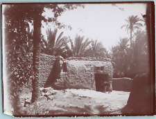 Algérie biskra mulet d'occasion  Pagny-sur-Moselle