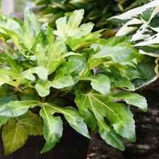 Fatsia camouflage low for sale  IPSWICH