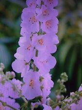 Mullien verbascum phoenicum for sale  SOUTHAMPTON