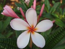 Dwarf petite pink for sale  Honolulu