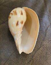 Voluta Seashell Overseas Find Rare Sea Shell Voluta Cathcartiae En Vivo Voluta for sale  Shipping to South Africa