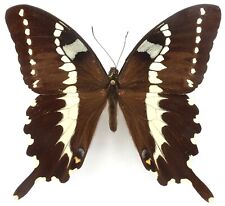 Papilio delalandei male gebraucht kaufen  München