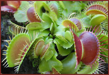 Used, Venus Fly Trap Seeds, Dionaea Muscipula, Bonsai Carnivorous Plant Seeds, for sale  Shipping to South Africa