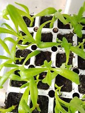 Livingstone daisy seedlings for sale  SHEFFIELD