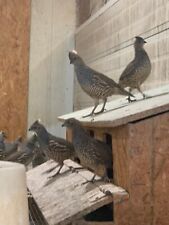 Blue scale quail for sale  Fort Worth