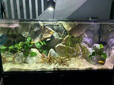 Aquarium background for sale  MELKSHAM