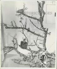 1949 press photo for sale  Memphis