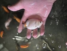 Ranchu goldfish live for sale  Federal Way