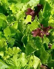 Romaine leaf lettuce d'occasion  Expédié en Belgium