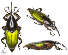 Paratis elegans-Curculionidae-VERDE OSCURO METÁLICO, escarabajo SIN MONTAR segunda mano  Embacar hacia Argentina