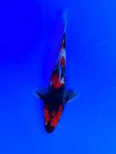 Japanese koi showa for sale  WIMBORNE