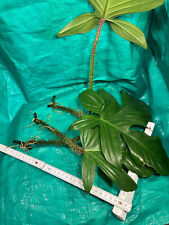 Philodendron squamiferum bewur gebraucht kaufen  Rostock