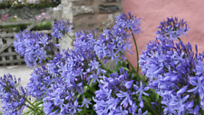 Agapanthus blue african for sale  MARCH