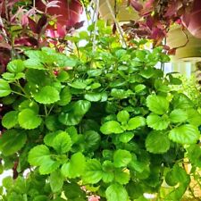 Plectranthus green swedish for sale  Manvel