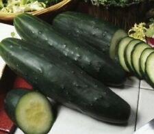 Cucumber marketer fast for sale  THORNTON HEATH