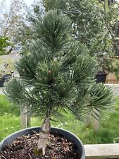 Pinus thunbergii koto for sale  Springfield