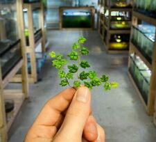 String frogs ficus for sale  Cleveland