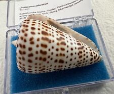 Usado, Lindo Conus Lindaconus cf atlanticus (complexo spurius) 63mm+ comprar usado  Enviando para Brazil