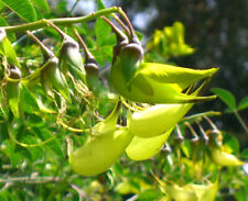 Crotalaria agatiflora canary for sale  BECCLES