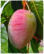 Pianta mango mangifera usato  Maddaloni