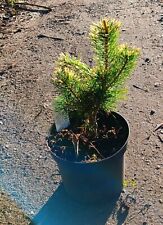 Pinus parviflora tenysu for sale  CRANBROOK