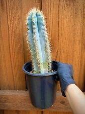 Blue torch cactus for sale  Irving