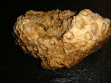 agatized coral for sale  Dyer