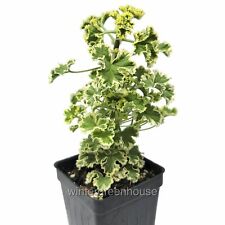 Geranium prince rupert for sale  Winter