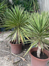 Rare yucca aloifolia d'occasion  Outarville