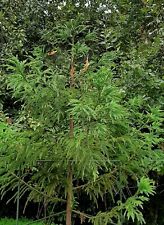 Cedro japonés  - Cryptomeria japonica  1000 semillas - seeds  ideal para bonsai segunda mano  Embacar hacia Argentina