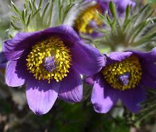 Pasque flower violet for sale  Bellevue