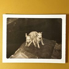 Vintage photo bull for sale  Arlington