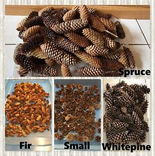 Pinecones small 100 for sale  Exton