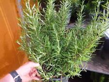 Xxl rosemary salvia for sale  Shipping to Ireland