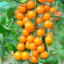 Tomato sungold supersweet for sale  PETERBOROUGH