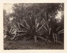 Amérique latine cactus d'occasion  Pagny-sur-Moselle