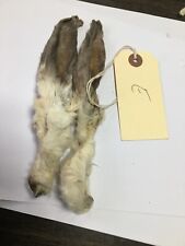 Preserved rabbit ears for sale  IPSWICH