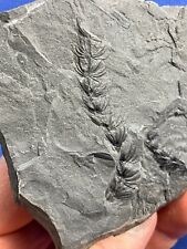 Carboniferous asterophyllites  gebraucht kaufen  Saarbrücken
