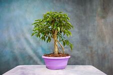 rubber plant for sale  North Fort Myers