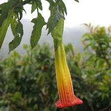 Red angel trumpet for sale  Shipping to Ireland